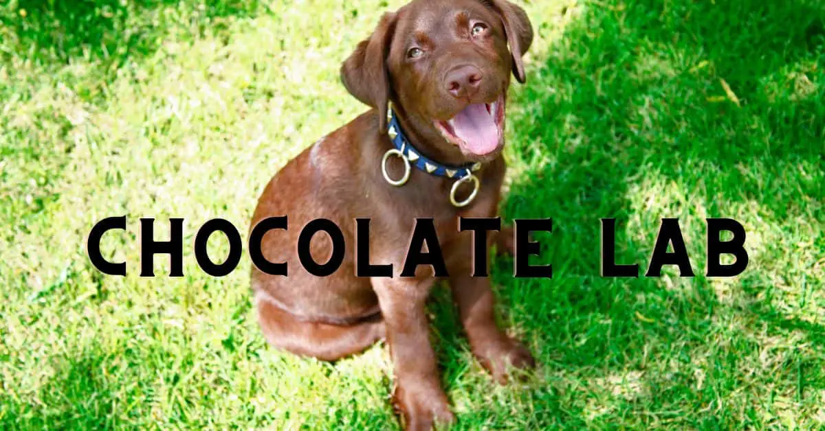 Chocolate Lab Guide: Everything About Choco Color Lab