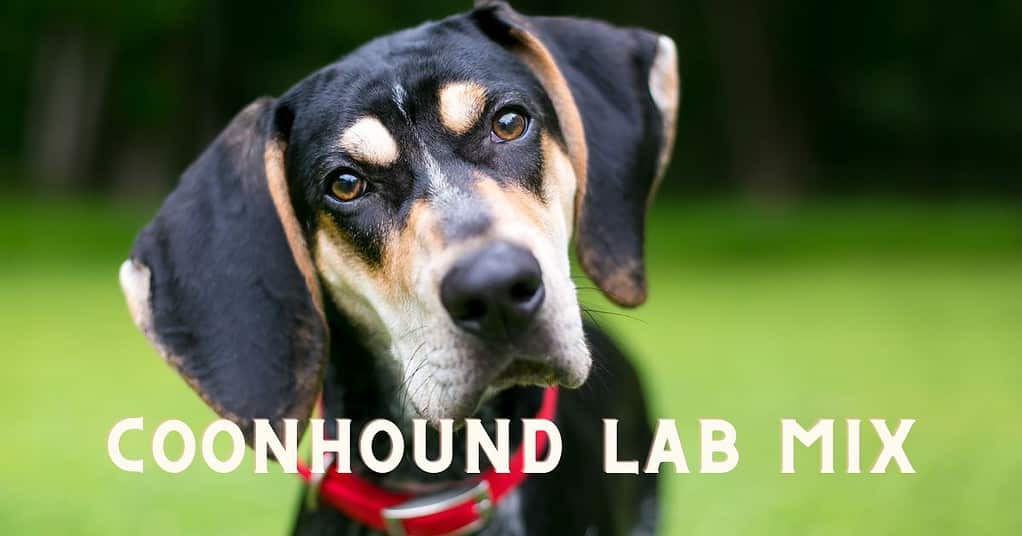 coonhound lab mix