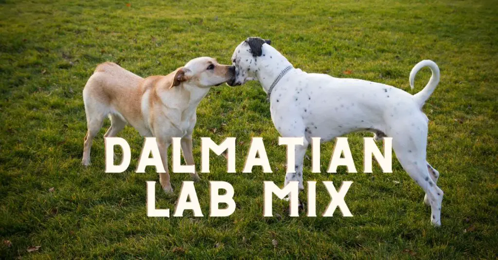 dalmatian lab mix