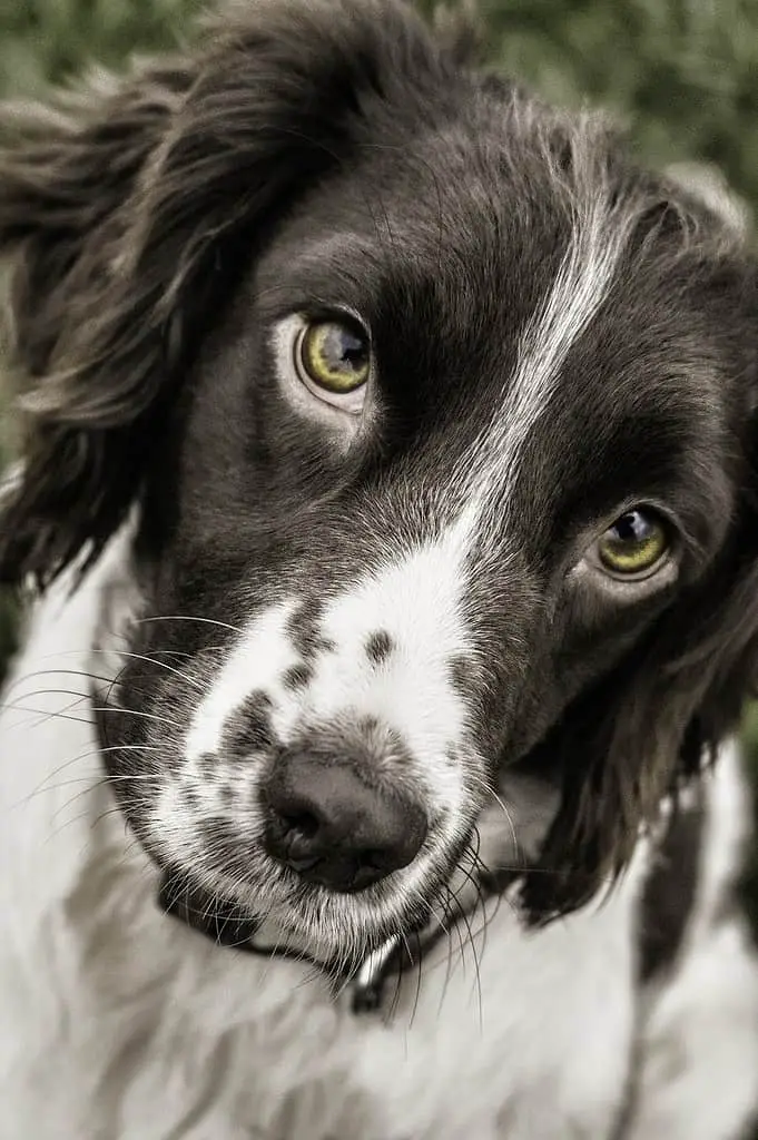 brown springer spaniels