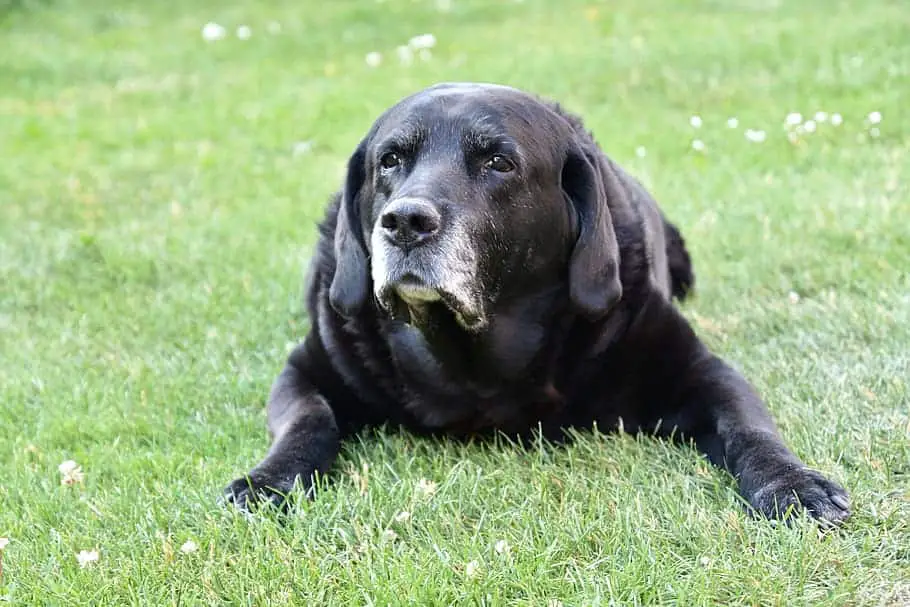 black lab puppy with white chest