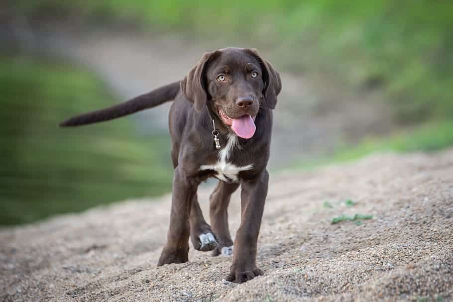 black lab with white chest and paws