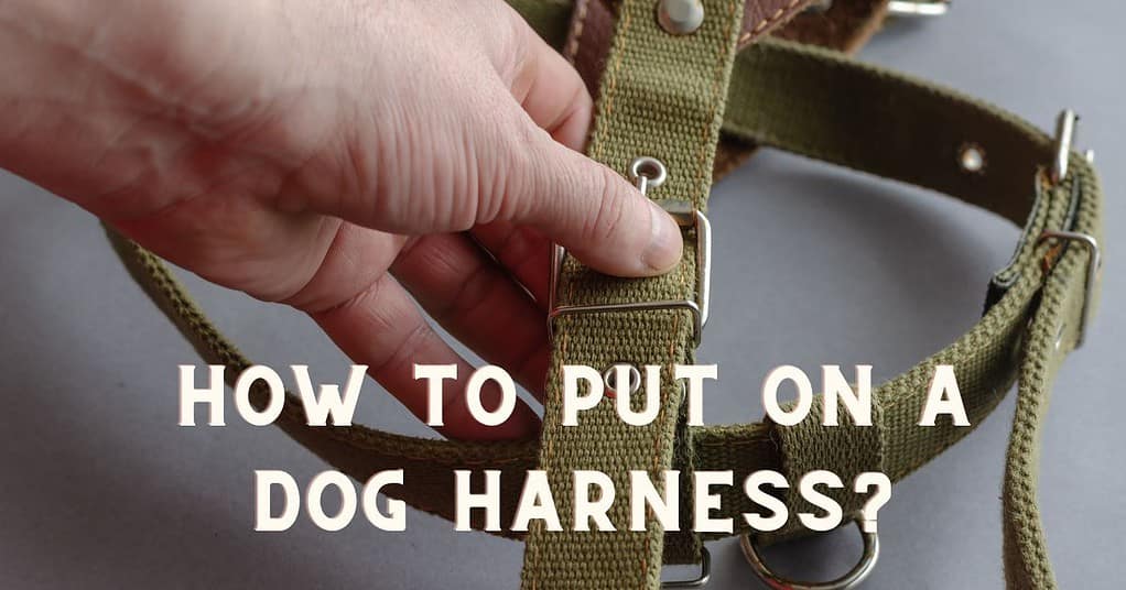 how to put on a dog harness