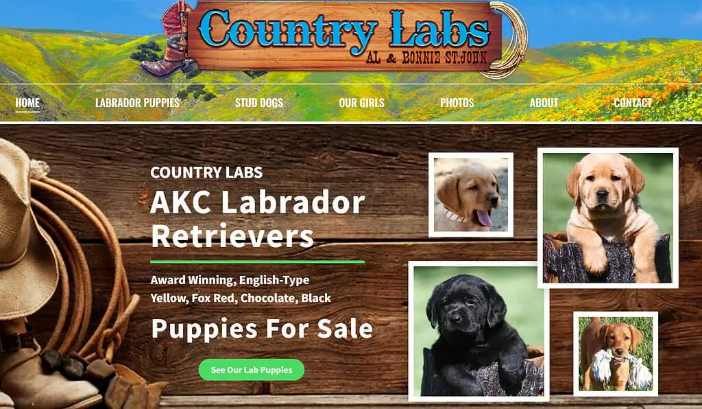 red fox labradors for sale near me