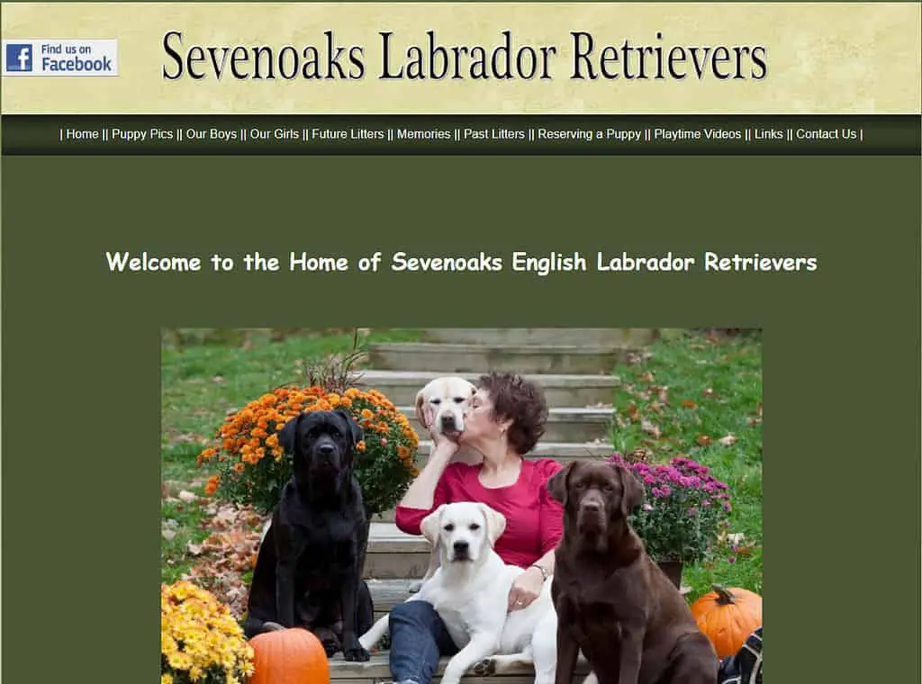 labrador retriever breeders maine