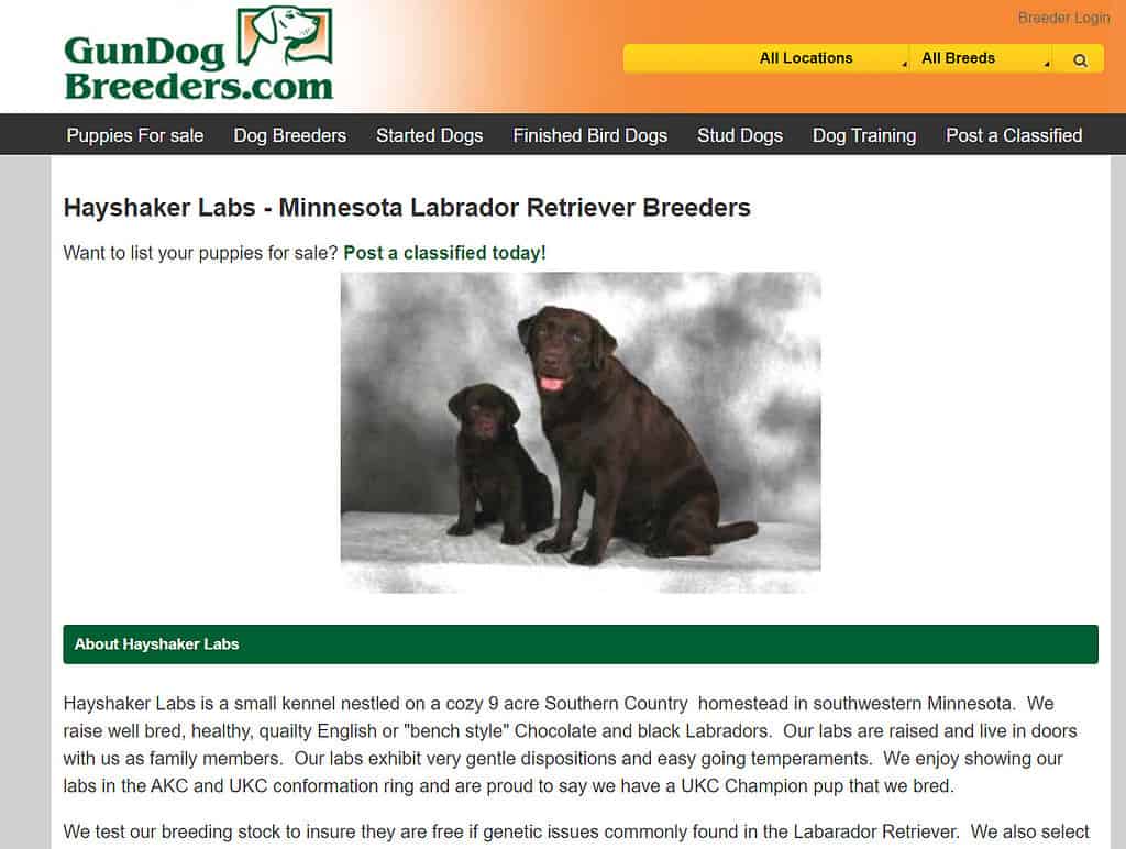 lab puppies for sale minnesota