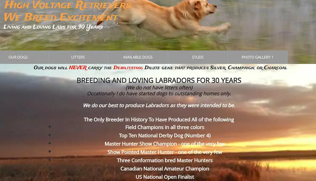 american labrador retriever breeders
