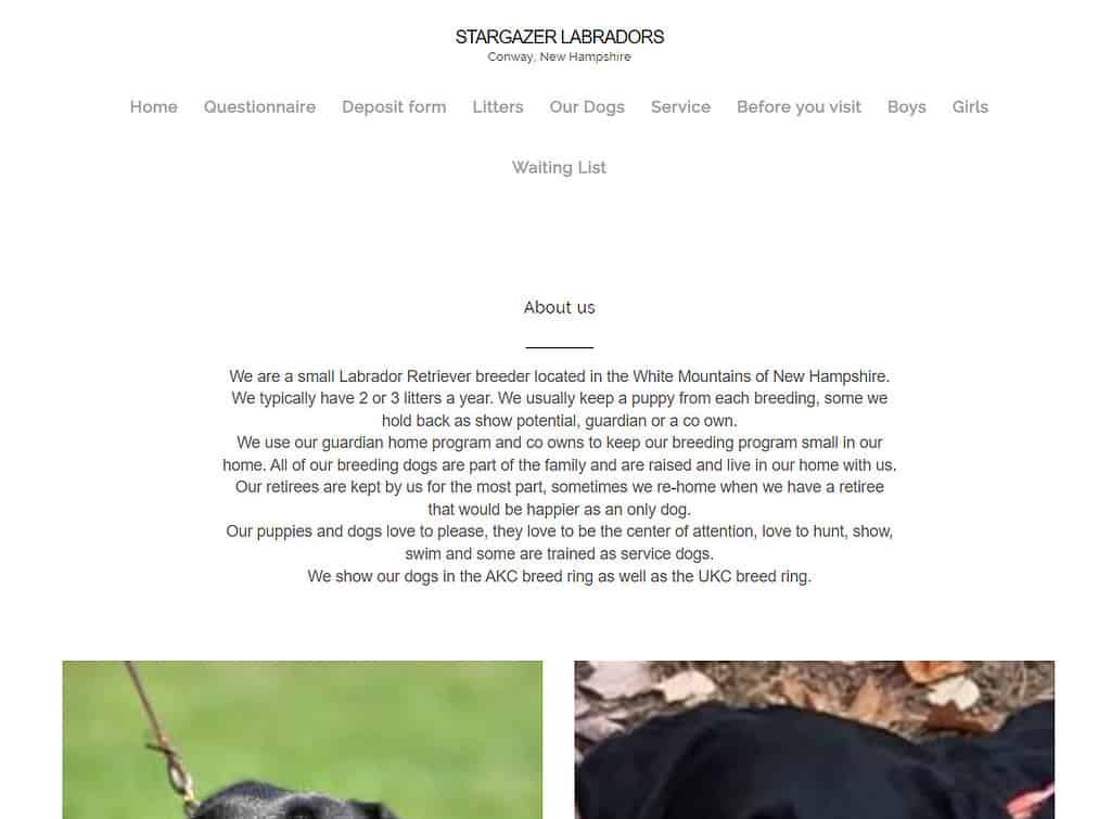 labrador retriever breeders new hampshire