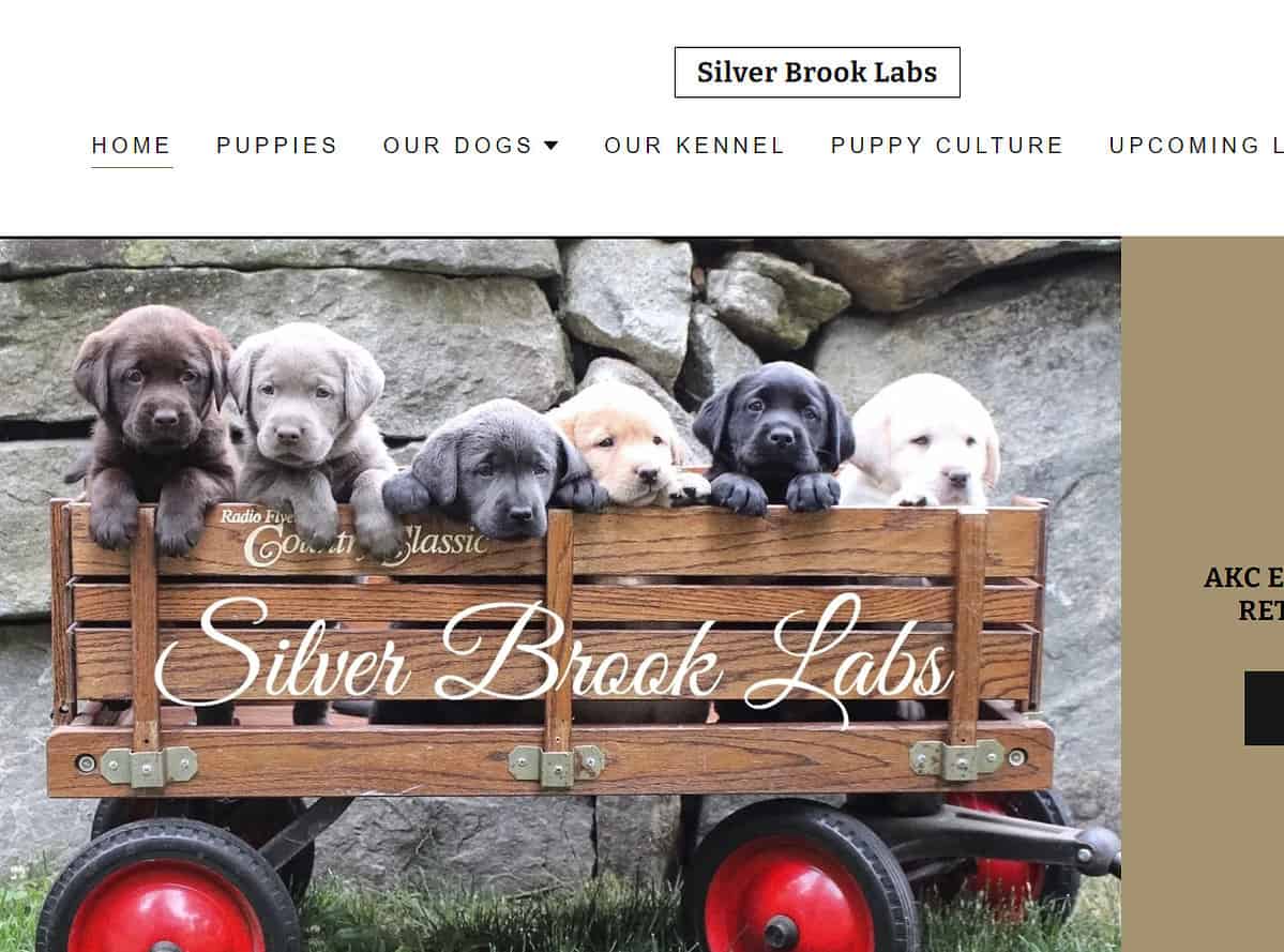 10 Best Labrador Retriever Breeders NH