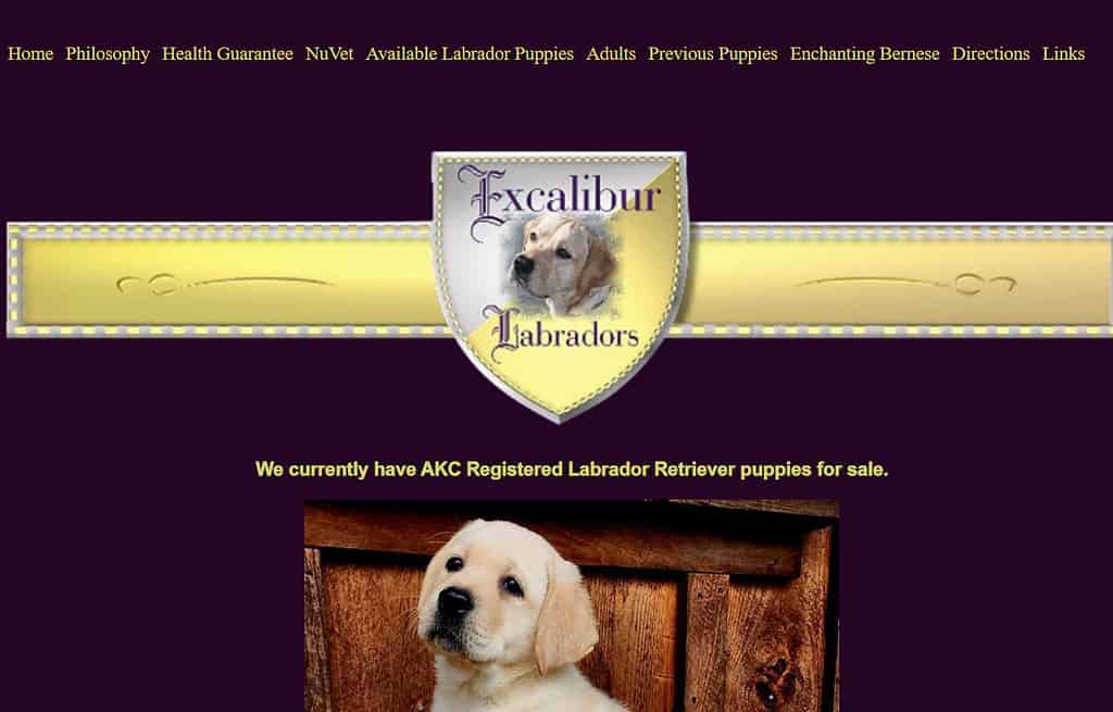 labrador breeders new hampshire