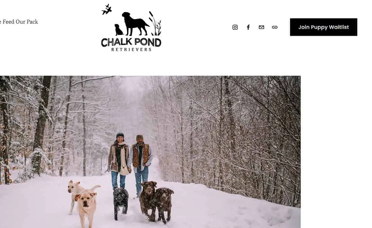 8 Best Lab Breeders In Maine (Vetted & Trusted)