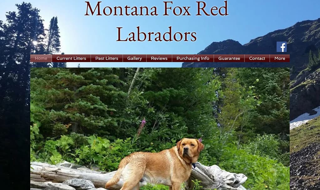 best fox red labrador breeders