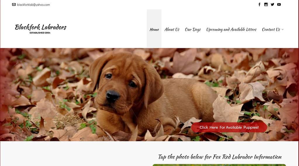 red fox labrador breeders