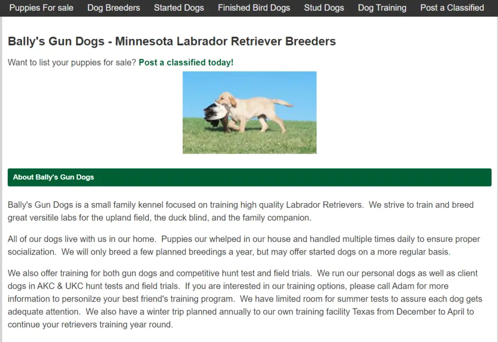 best labrador breeders