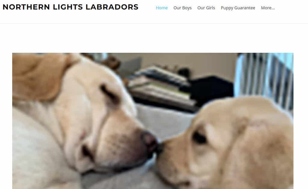 labrador breeders in minnesota