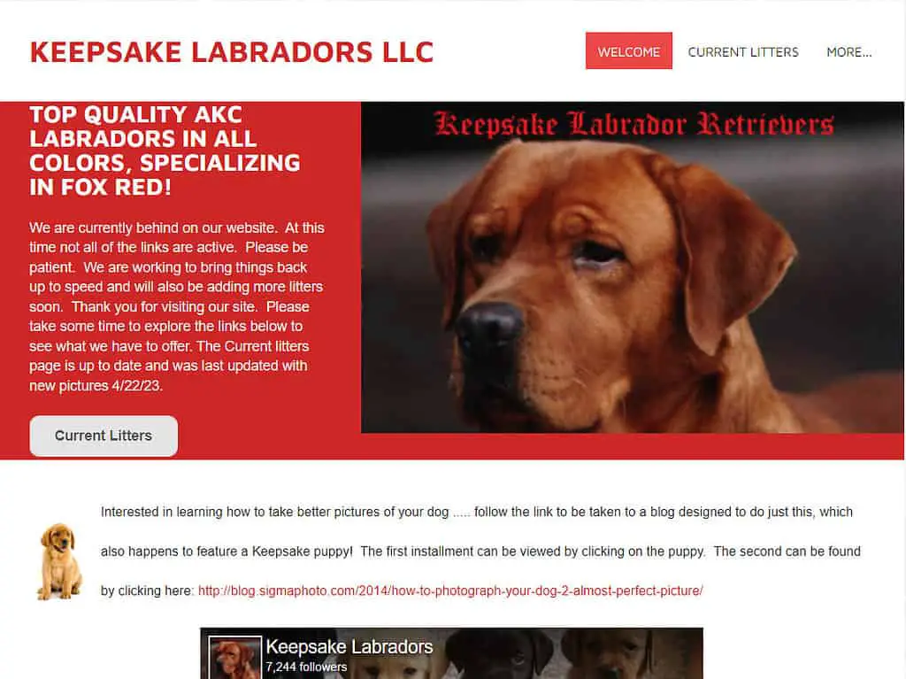 red fox lab breeder near me