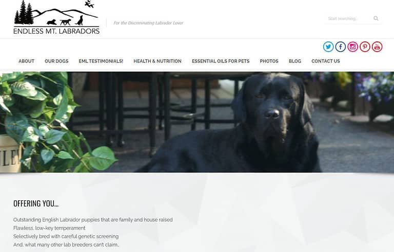 20 Best Labrador Breeders In Pennsylvania in 2023 (Trusted)