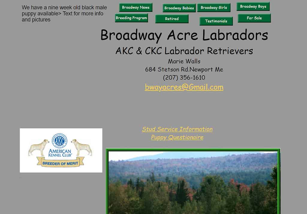 massachusetts labrador breeders