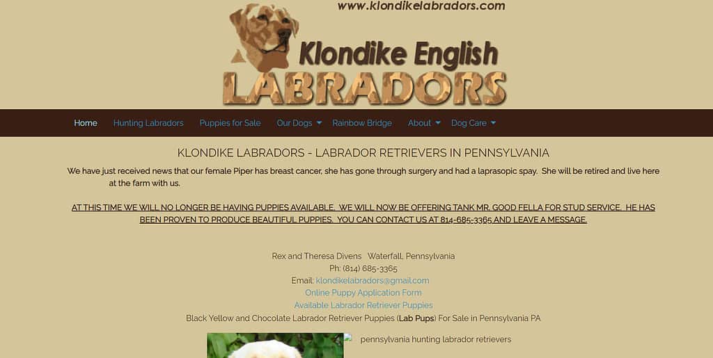 labrador breeders in pennsylvania