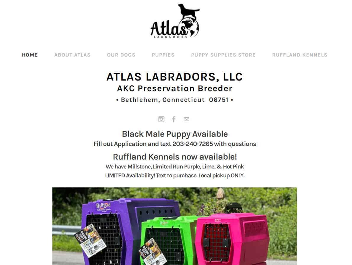 14 Best Labrador Retriever Breeders CT [ Updated ]
