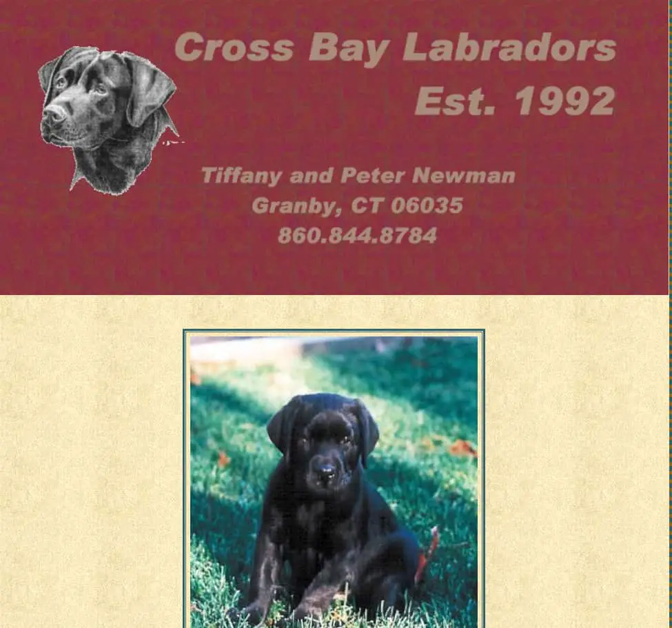  lab breeders in ct