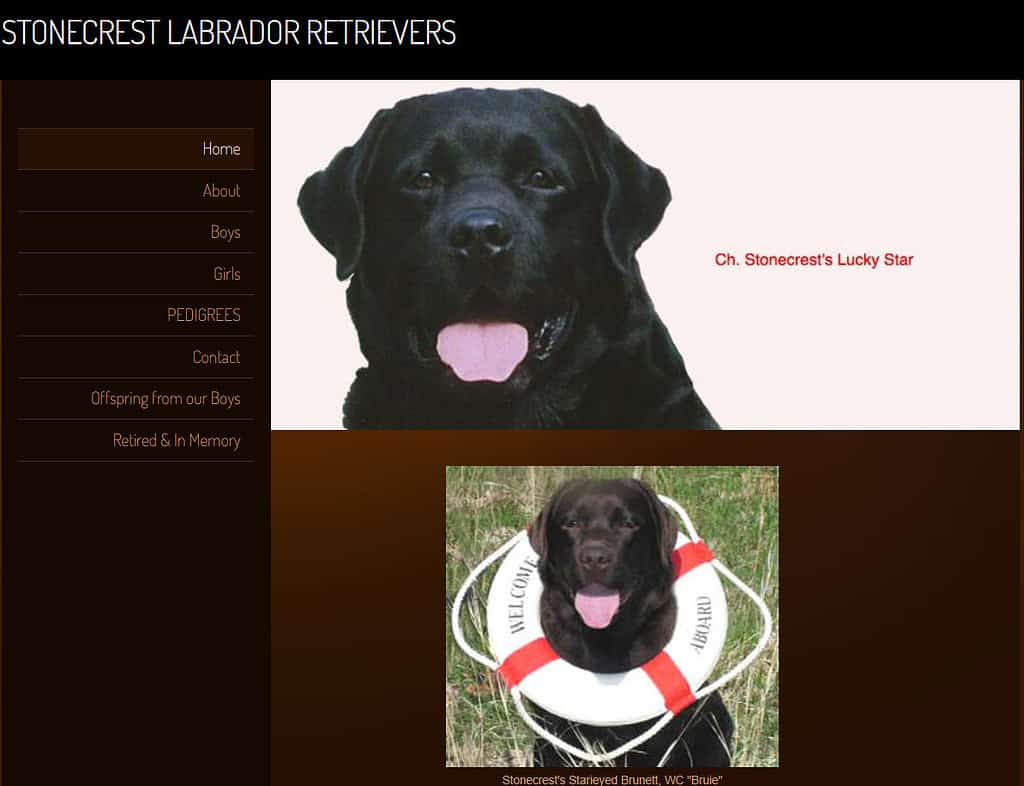  lab breeders in ct