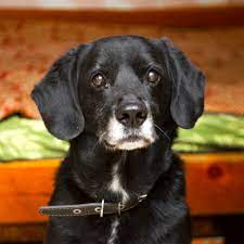 black lab with white chest