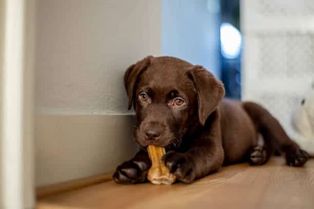 chocolate lab