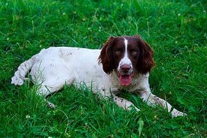 Springador Guide: Expert Guide To The Springer Spaniel Mix