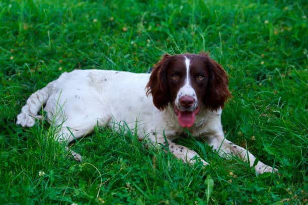 springer spaniel labrador cross