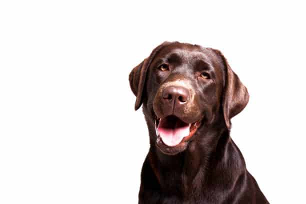 chocolate labrador retrievers