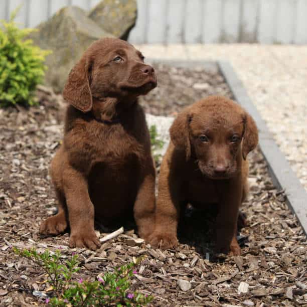 chocolate labradors