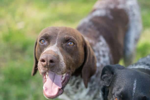 springer lab mix, spaniel cross puppies