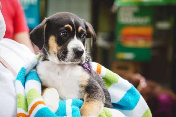  labernese puppies