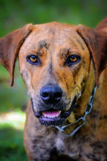 plott hound retriever mix