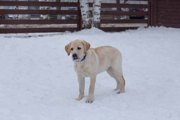 lab puppy at 3 months