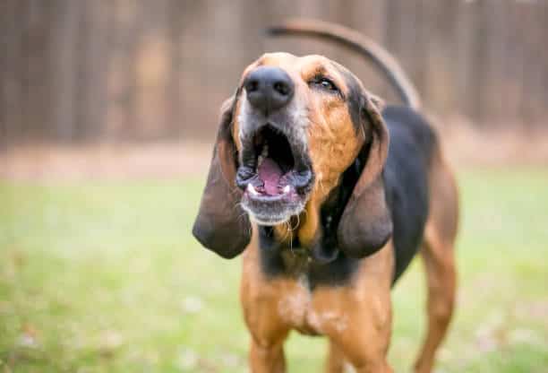 american english coonhound lab mix
