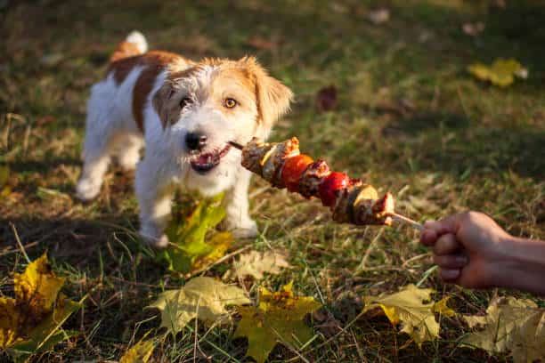 can dogs eat asparagus cooked