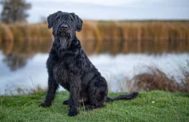 lab schnauzer mix puppies for sale