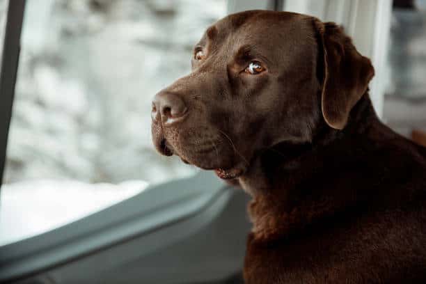 types of chocolate labs
