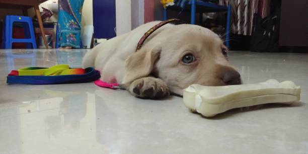 4 week old lab puppies