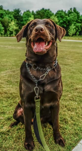 chocolate labrador retriever