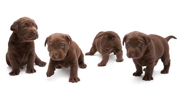 chocolate labs