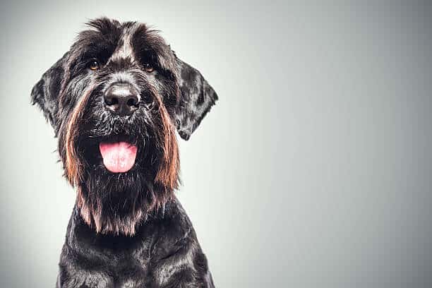 lab giant schnauzer mix