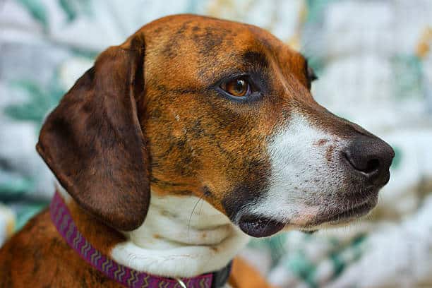 labrador plott hound mix