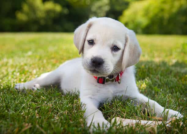 4 week old lab puppies