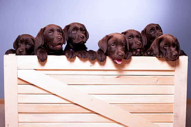 chocolate lab puppies information