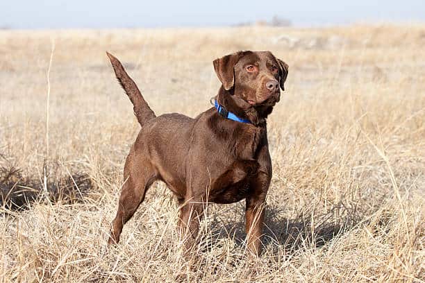 adult chocolate lab