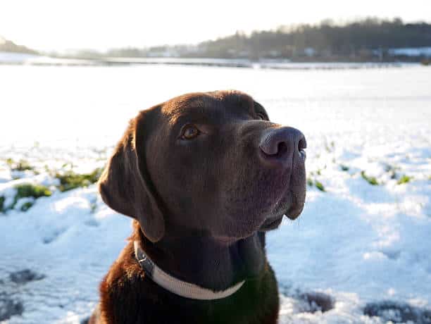 labrador retriever chocolate