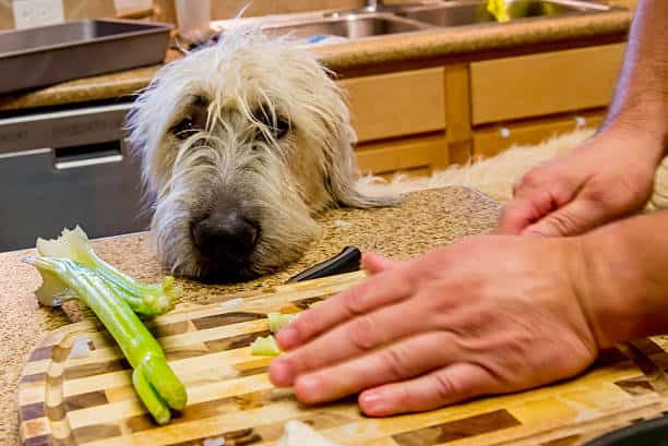 can dogs eat cooked asparagus